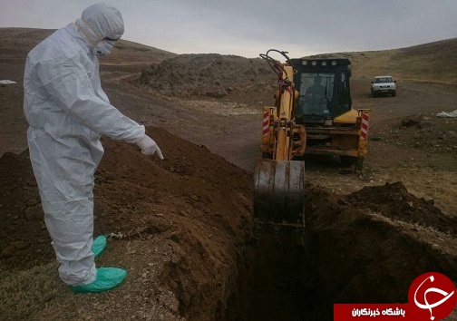 رها کردن لاشه&zwnj;های طیور در تاکستان