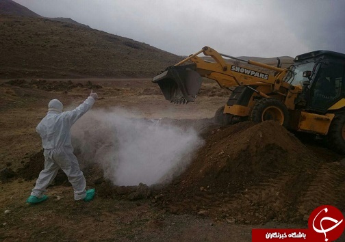 رها کردن لاشه&zwnj;های طیور در تاکستان