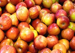 ذخیره سیب و پرتقال برای تامین میوه شب عید