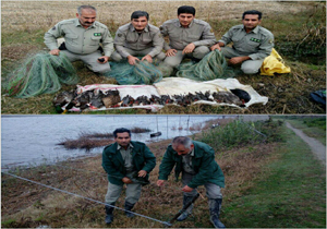 کشف وضبط ۱۷ قطعه پرنده درآمل