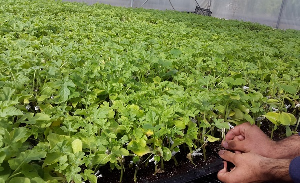 کشت انتظاری و پاییزه حبوبات دیم برای نخستین بار در استان زنجان
