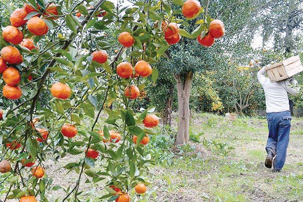 پرداخت تسهیلات به صادرکنندگان محصولات کشاورزی خوزستان