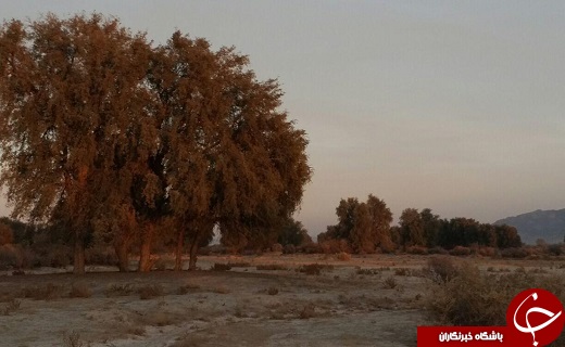 خشکسالی در جنگل مهروئیه + تصاویر