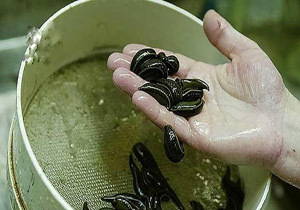 پرورش ۶۰۰ میلیونی خون آشام مفید در قائم‌شهر