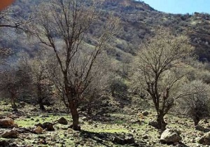 جنگل&zwnj;های بلوط چهارمحال و بختیاری در معرض نابودی