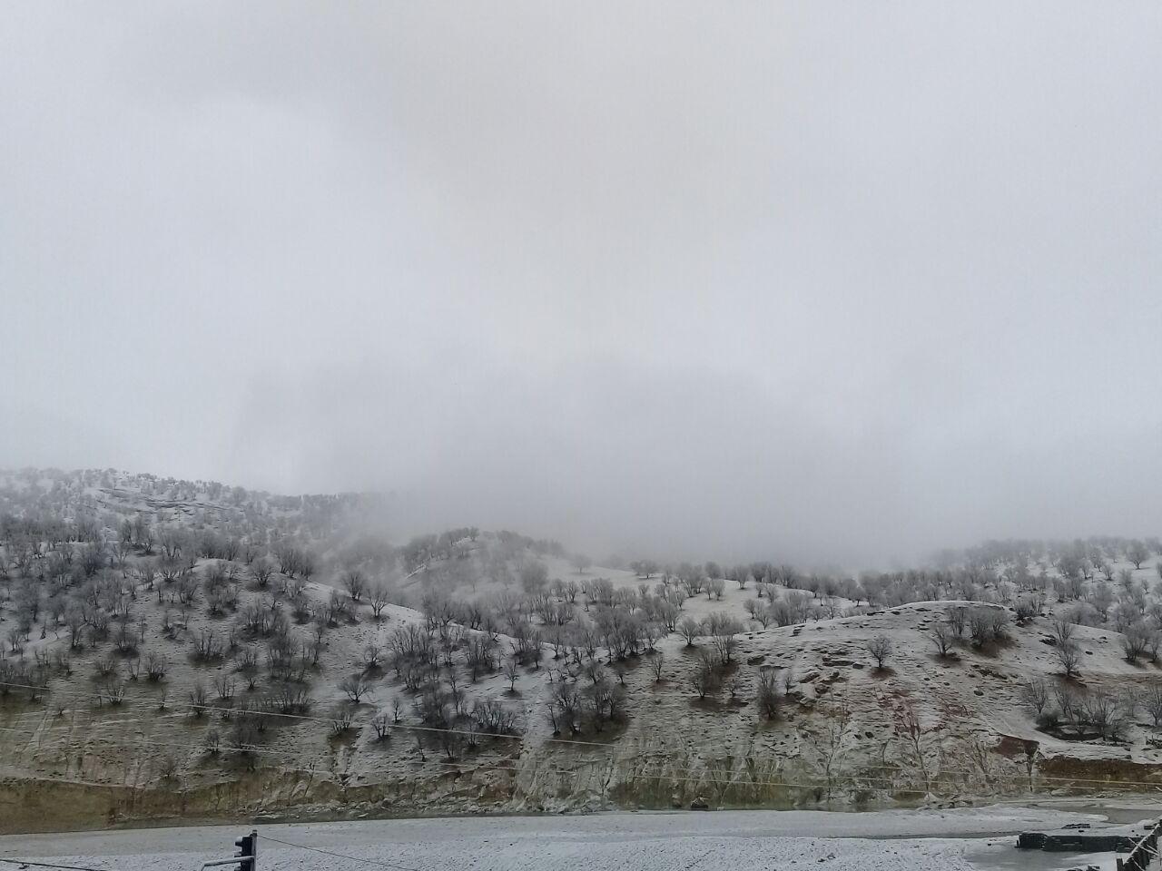 تصویری از بارش برف در جنگل‌های بازفت