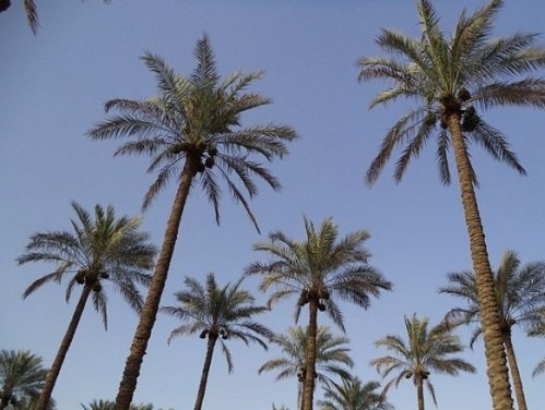 برگزاری کارگاه تولید محصول از ضایعات کشاورزی در دشتستان