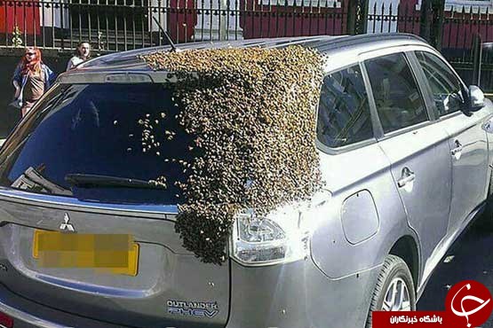 تلاش جالب زنبورها برای نجات جان ملکه!+عکس