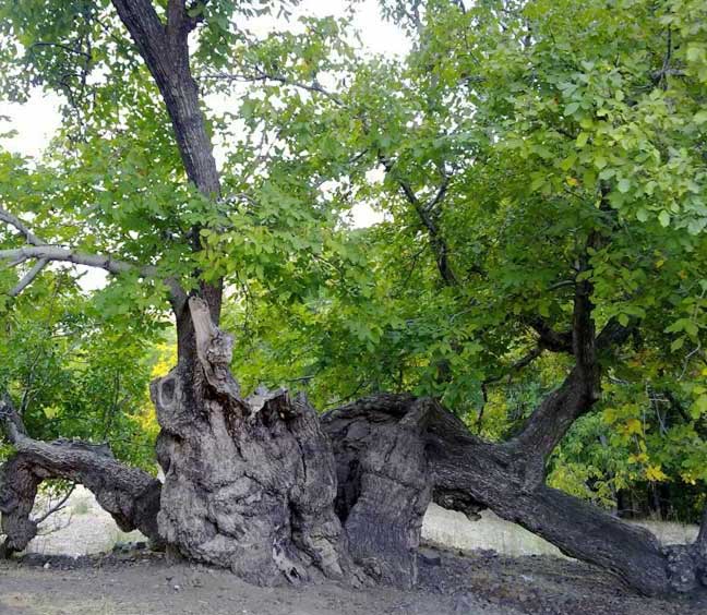 ‍ برگزاری همایش پاکسازی طبیعت در منطقه گردشگری بیدخوان