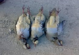 دستگیری 3شکارچی متخلف دربستان آباد