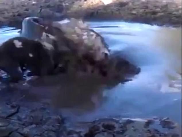 بلعیدن شدن سگ