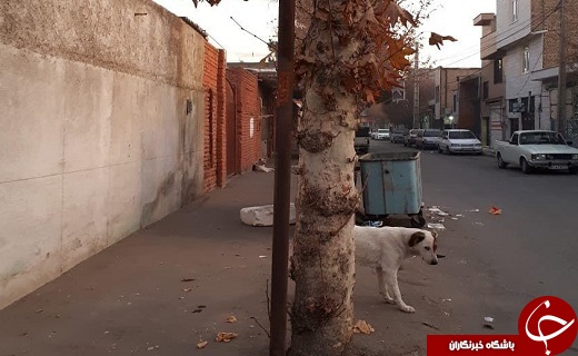 وضعیت نامناسب بهداشت در معابر شهرک باباسلمان + تصاویر