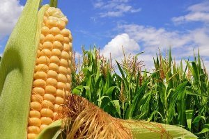 دریافت بیش از 180 هزار تن ذرت از کشاورزان خوزستانی