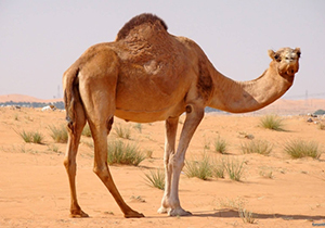 بررسی پتانسیل ها، نقاط ضعف و قوت در صنعت شتر داری