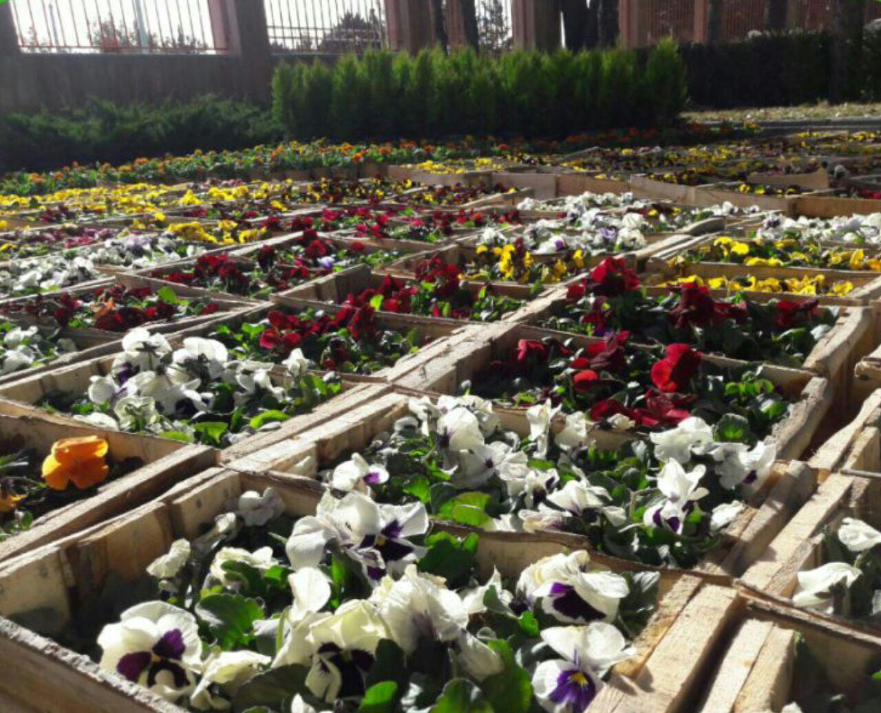 توسعه فضای سبز شهرستان شهربابک