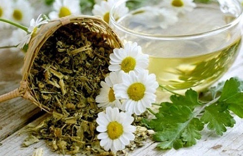 تأثیر معجزه&zwnj;آسای بابونه در درمان سرماخوردگی