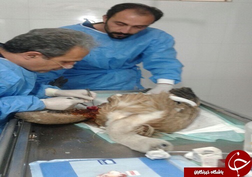 بازگشت دال به طبیعت پس از درمان و احیا