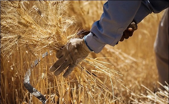 کاهش کشت تولیدات دیم در ملایر