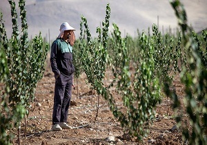 توسعه باغات در اراضی شیب‌دار استان سمنان