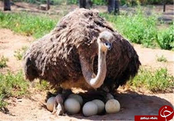مدیریت بحران  تخم&zwnj;مرغی
