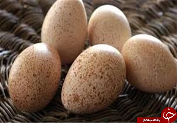مدیریت بحران  تخم&zwnj;مرغی