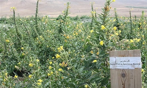 اردبیل بهشت گیاهان دارویی