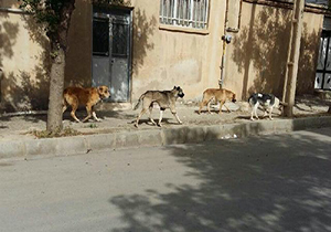 راه اندازی سایت نگهداری سگهای ولگرد در مهاباد