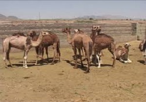 مصرف گوشت شتر در خاش هیچ ممنوعیتی ندارد