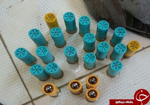 شکارچیان غیرمجاز در دام قانون