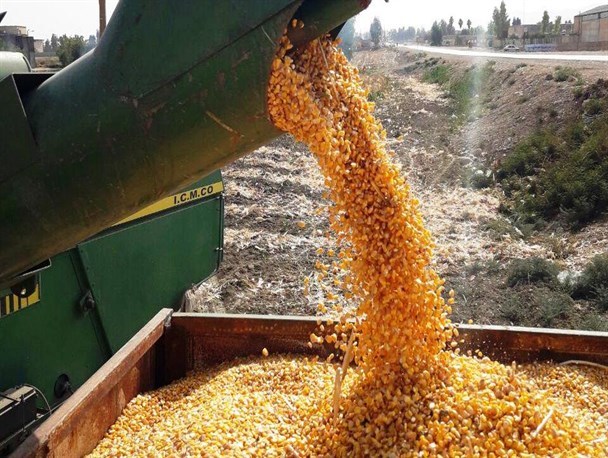 برداشت ذرت دانه ای در دهلران
