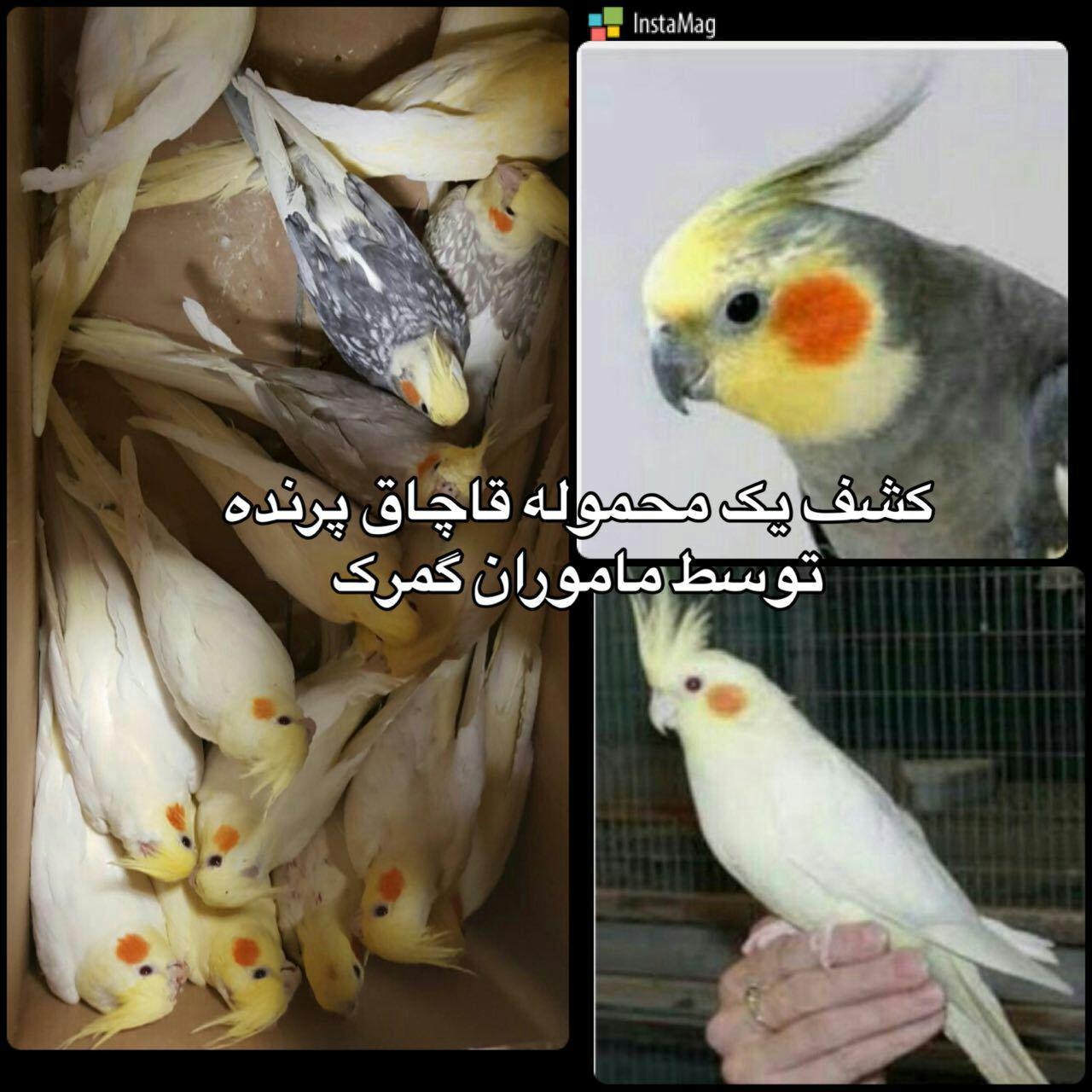 کشف محموله قاچاق پرنده در گمرک+عکس