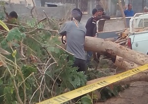 فیلمی از قلع و قمع درختان در &laquo;سردنگ کمیز&raquo;