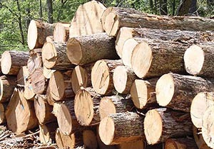 کشف بیش از 12 تن چوب قاچاق گیلان