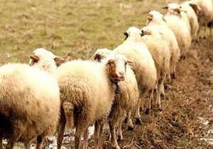 گوسفند نژاد سنجابی، نژاد برتر ایران در تولید گوشت است