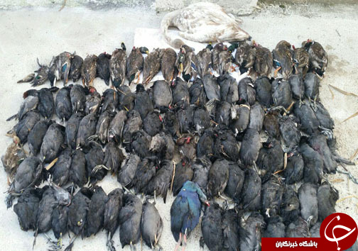 ۱۵ شکارچی متخلف در دام محیط بانان مازندران