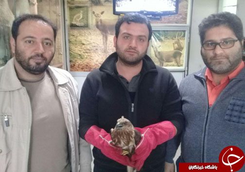 دستگیری فروشنده پرندگان تاکسیدرمی شده در آمل