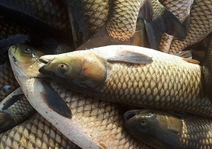 آغاز برداشت ماهی از ۶۰ استخر پرورش ماهی در میرجاوه
