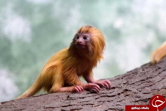 10 تصویر جالب از دنیایی حیوانات 10 تصویر جالب از دنیایی حیوانات