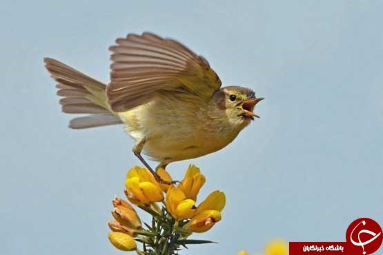 10 تصویر جالب از دنیایی حیوانات 10 تصویر جالب از دنیایی حیوانات