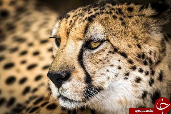 10 تصویر جالب از دنیایی حیوانات 10 تصویر جالب از دنیایی حیوانات