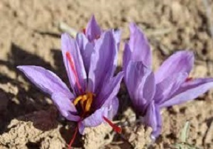 توسعه کشت زعفران در اراضی کشاورزی اردبیل