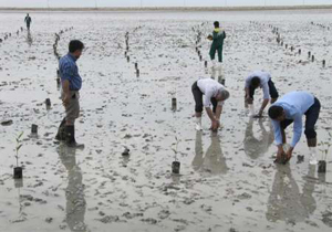 کاشت 500 اصله نهال درخت حرا در میناب