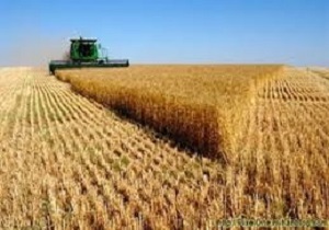 پیش بینی استحصال بیش از 124 هزار تن محصول گندم و جو در پارس آباد