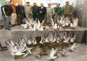 دستگیری شکارچیان غیرمجاز پرنده در مازندران