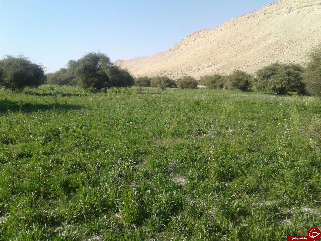 فرارسیدن بهار زودرس در دشت لاور + فیلم و تصاویر