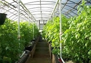 اعطای تسهیلات ویژه برای احداث گلخانه ها در درمیان