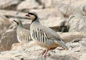 مجازات شکارچی غیر مجاز کبک در دنا
