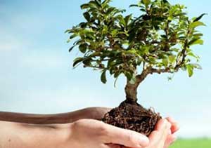 خریداری نهال برای توزیع در فصل درختکاری