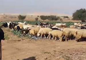 بسته