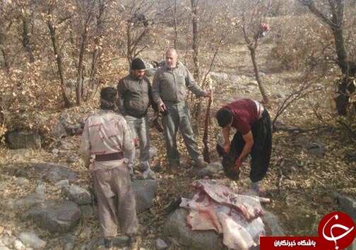 دستگیری شکارچیان گراز در دو شهرستان لرستان